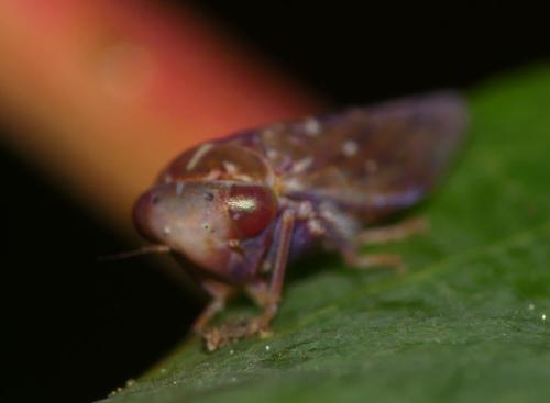 Tremulicerus sp.